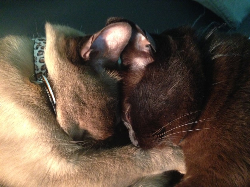 Cato&amp;Tesla_HeadToHead_small