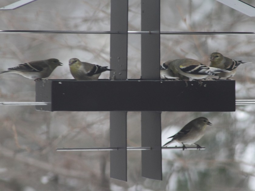 Finches_001