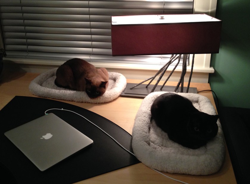 Cato&Tesla_iPhone_035_small