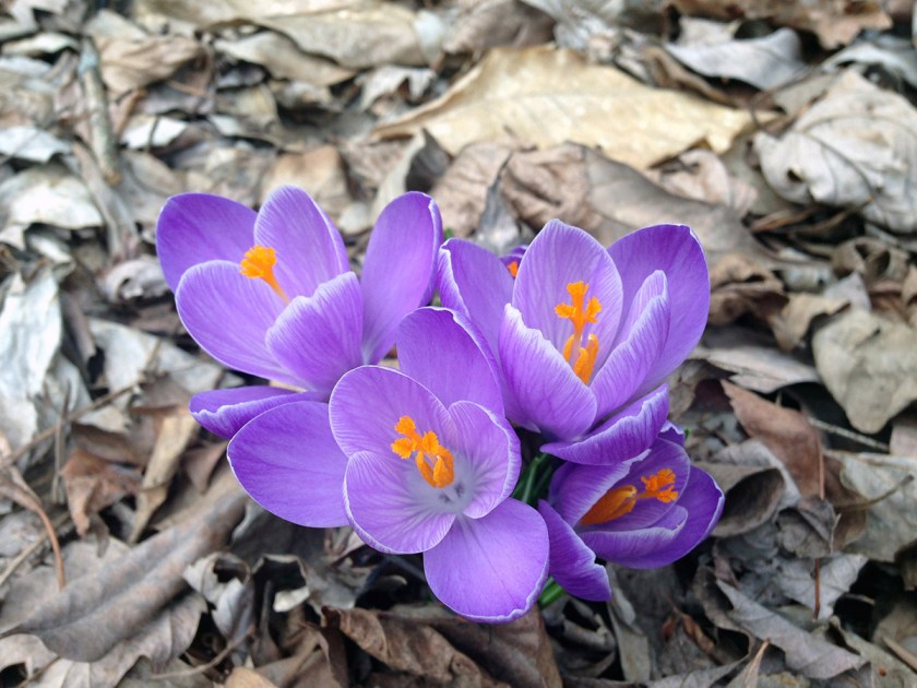 Crocus_Spring2014_small