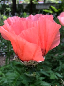 Poppy