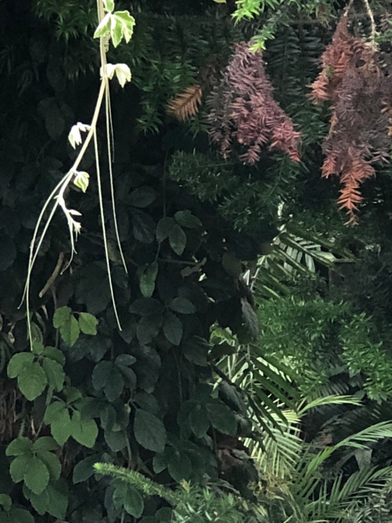 GardensByTheBay_061_CloudForest